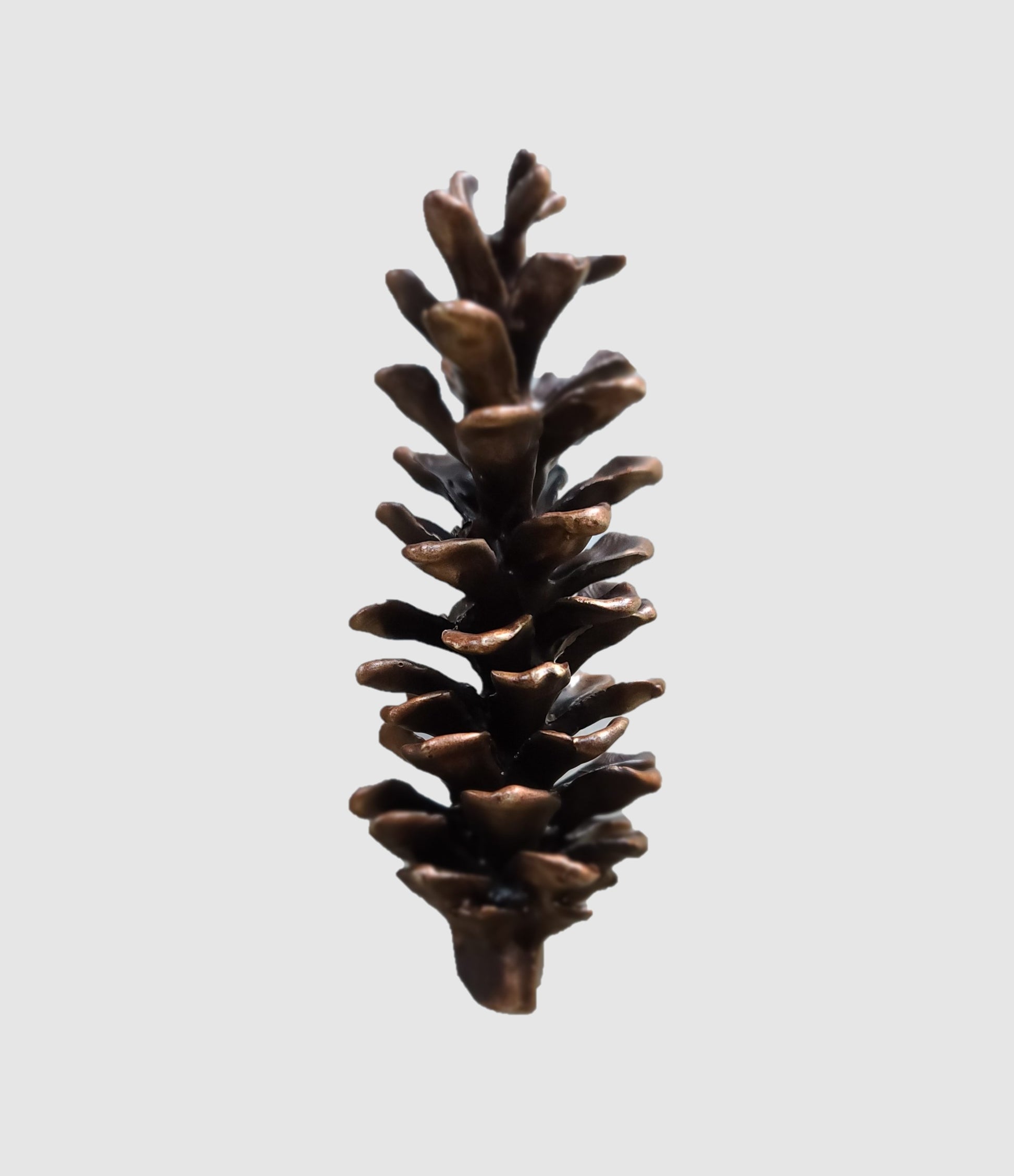 Rustic bronze door knocker, white pine cone