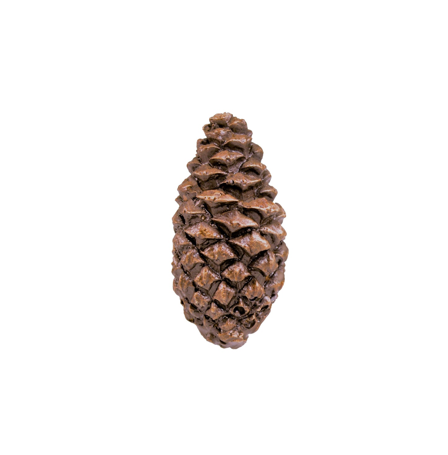 Lodgepole Closed Cone Knob | Timber Bronze | Oregon