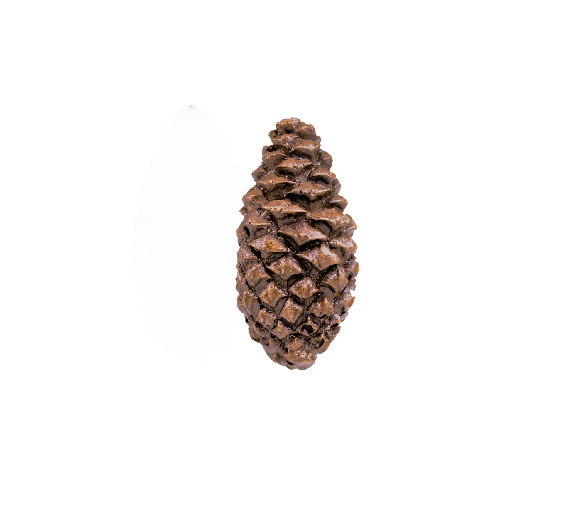 Lodgepole Closed Cone Knob | Timber Bronze | Oregon