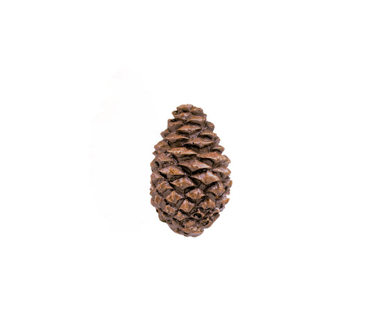 Lodgepole Closed Cone Knob | Timber Bronze | Oregon