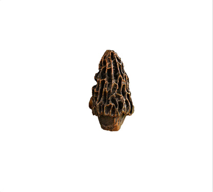 Morel Mushroom Knob | Timber Bronze | Oregon