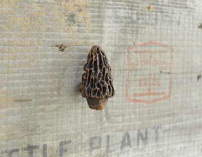 Morel Mushroom Knob (3) | Timber Bronze | Oregon