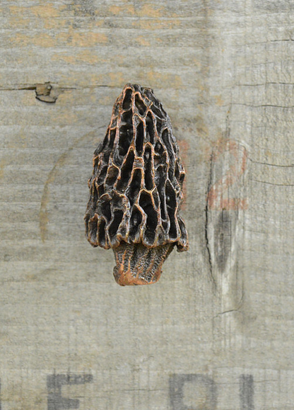 Morel Mushroom Knob (2) | Timber Bronze | Oregon